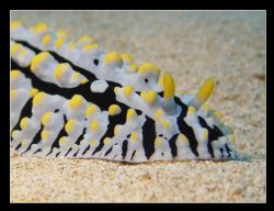 Varicose Phyllida - Shot off North Shore Oahu, Hawaii @ ~... by Glenn Poulain 